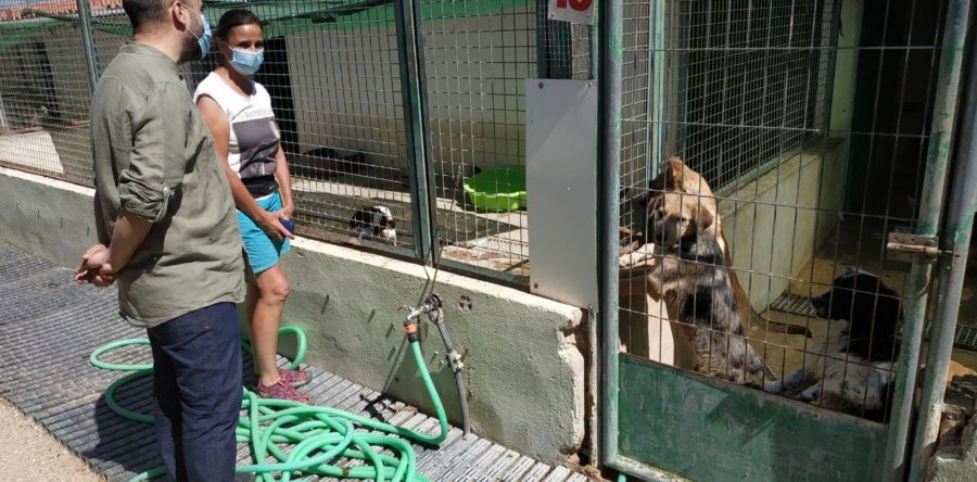 Unidas Podemos comparte el malestar de los colectivos de protección animal de Albacete ante la pasividad para redactar la ordenanza de protección animal