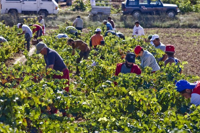 Unidas Podemos estima insuficiente el recurso temporal para personas que realizan trabajos agrícolas