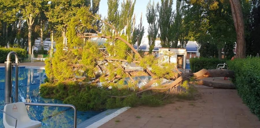 Unidas Podemos denuncia el silencio del concejal de deportes ante la caída del árbol en la piscina del Carlos Belmonte