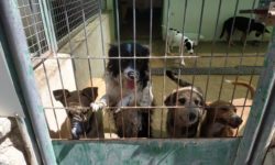 Unidas Podemos lamenta la nefasta gestión del gobierno municipal en bienestar y protección animal